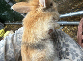 7 rabbits looking for homes