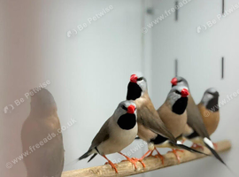 Long-tailed Finches