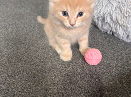 Adorable kitten