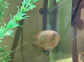 2 chocolate cichlids