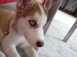 Siberian husky