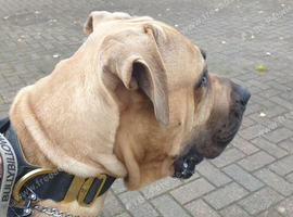 Boerboel
