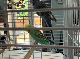 Two budgies for sale urgently