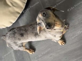 Miniature dachshund
