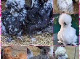 USA Silkie Hatching Eggs - &pound;2.00 an egg