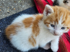 Energetic and playful kittens looking for homes