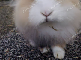 BOY BUNNY