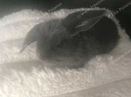 4 beautiful baby mini lop
