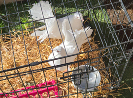 Pair of fantails