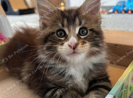 Beautiful Maine Coon Kittens