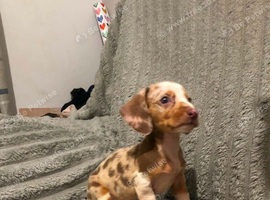 4 lovley pups left looking for 5star homes