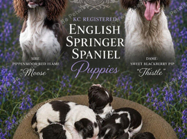 English Springer Spaniels