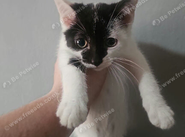 White and black kitten