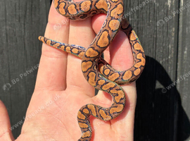 Brazilian Rainbow Boa babies