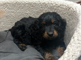 Cockapoo puppies