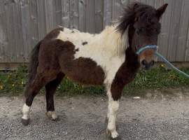 2Yo - Big Shetland / (over sized) /  - Colt - Skewbald - Un Registered