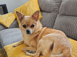 14 month pom/chi