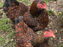 Gold laced wyandotte eggs