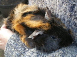Two adult male piggies looking for a new home