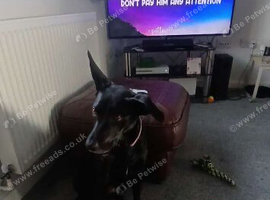 2 year old collie/lab