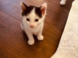 Adorable Kittens Looking for Their Forever Homes