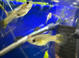 30+ Mixed  female guppies free to new home