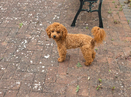 Small toy poodle