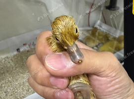 Welsh Harlequin Ducklings For Sale