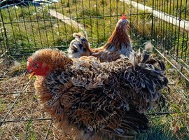 Frizzle millifleur pair