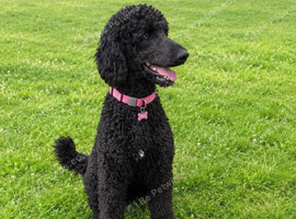 Gorgeous Female Doodle