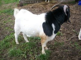 Boer Cross Billy Goat