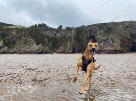 Saluki Lurcher x Staff