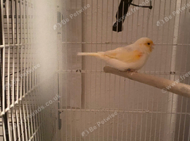 Canary