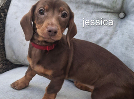 dachshund puppies, boys and girls available