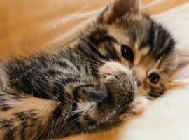 TABBY Female Kittens ! (STEVENAGE)