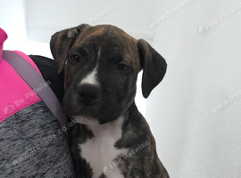 I just made a mistake buying presa for a first dog and i cant keep up