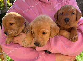 3 LEFT outstanding working Labrador pups!