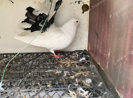 Fantail pigeons for sale or swap