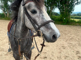 Monty 12.3hh gelding