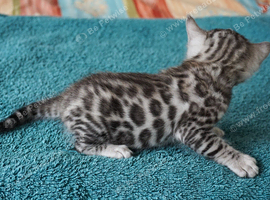 Superb Boy n Girl Bengal Kittens