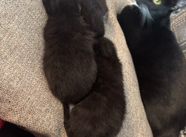 Tuxedo kittens