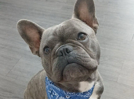 Gorgeous blue French bulldog for stud