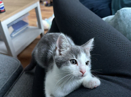 Kitten for sale