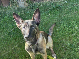 Belgian malinois female puppy