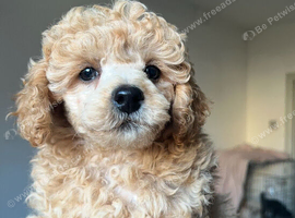 Kc Reg Apricot Toy Poodle Boy