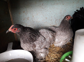 hatching eggs  banty
