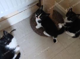 3 kittens