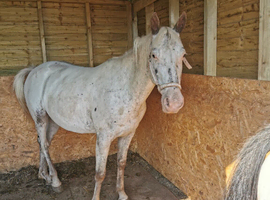 6 year old apploosa
