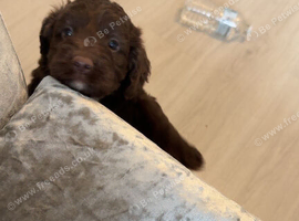 Male and female puppy for sale