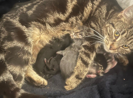 5 kittens for sale
